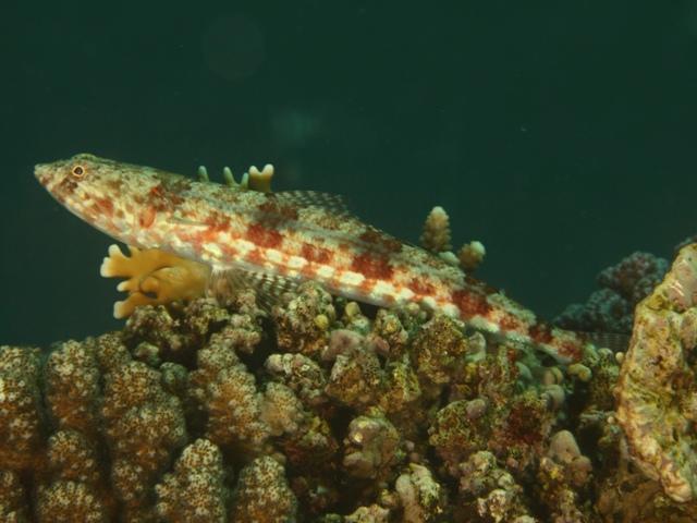 lezard bigarré